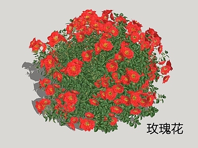 灌木 玫瑰 刺玫