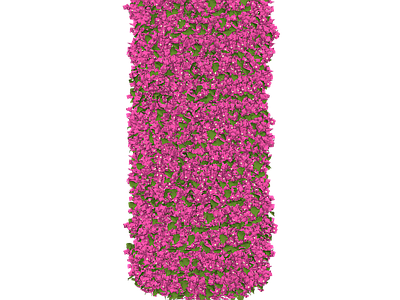 灌木 叶子花 三角梅 勒杜鹃 花柱 造型