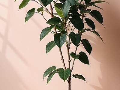 盆栽 现代绿植盆栽