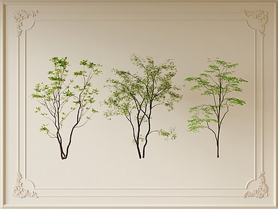 景观树 景观乔木 树木 植物