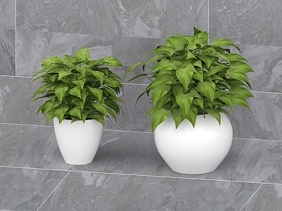 盆栽 绿萝绿植盆栽