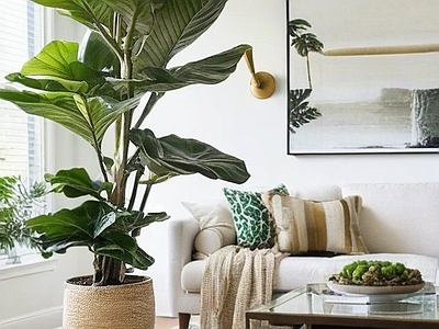 盆栽 现代绿植盆栽 盆景