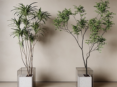 盆栽 现代盆栽 意式盆栽 客厅盆栽 阳台盆栽 植物盆栽