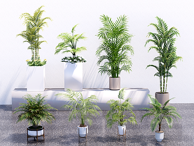 盆栽 美丽针葵 室内植物 耐阴植物 热带植物 盆栽植物