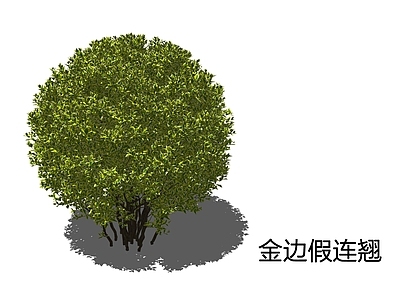 灌木 金边假连翘 假连翘 灌木球