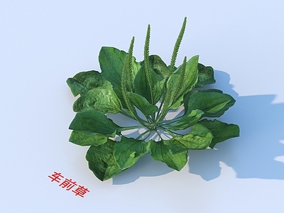 草 灌木花草 植物类