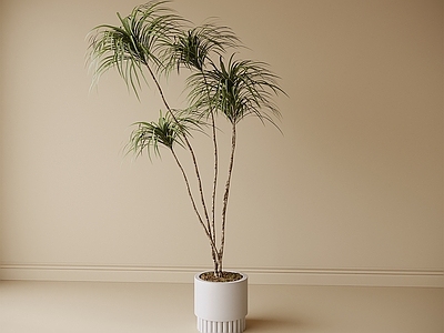 盆栽 绿植 盆栽盆景