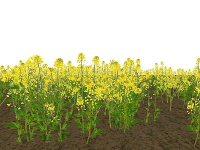 花 2D油菜花 贴图油菜花素材 油菜花田 观赏油菜花 观赏花