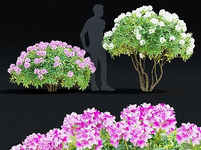 花 灌木