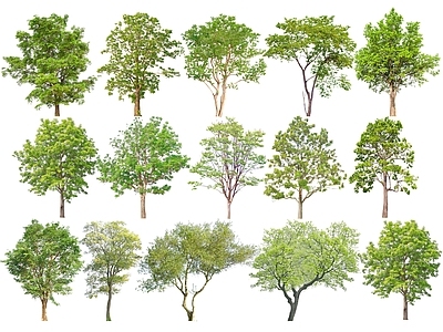 乔木 2D乔木 景观乔木 行道树 从生朴树 乌桕