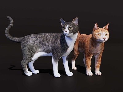 家禽动物 橘猫 花狸猫