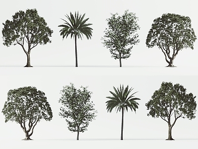 景观树 热带棕榈树 椰子树 景观树 园林树木