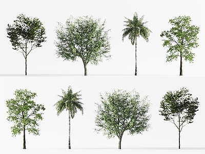 景观树 热带棕榈树 椰子树 树木 景观树