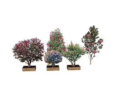 灌木 2D茶花 茶花球