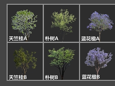 乔木 天竺桂 朴树 蓝花楹 植物命名 乔木