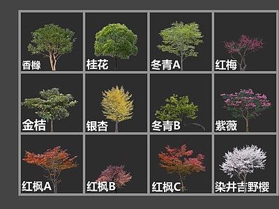 乔木 小乔 花树 具体植物 景观树 施工复模