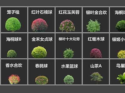 灌木 灌木球 灌木球具体名称 施工图灌木球复模 多种灌木球