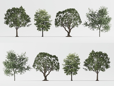 景观树 棕榈树 椰子树 景观树木 行道树