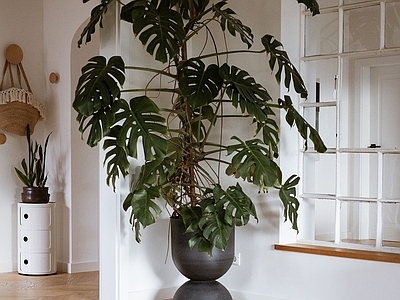 盆栽 现代室内绿植 龟背植物盆栽 绿植盆栽