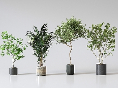 盆栽 现代盆栽植物 迎客松