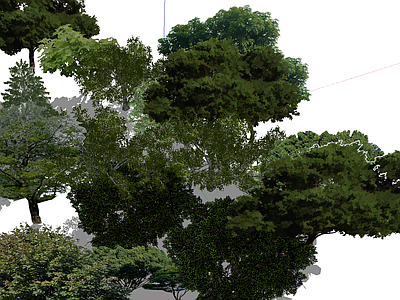 乔木 松树 景观树 银杏 果树 石榴树