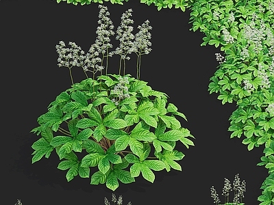 花草组合 灌木