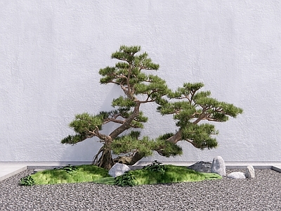 乔木 松 罗汉松 造型松 松树