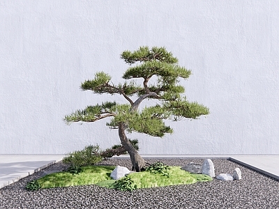 乔木 松 罗汉松 造型松 松树 造型树