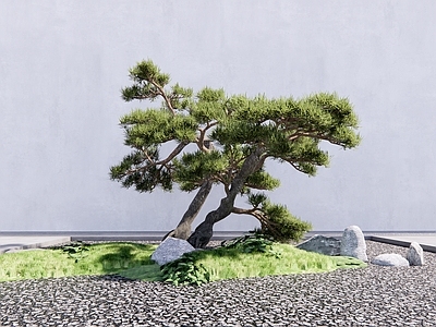 乔木 松树 罗汉松 造型树 造型松 乔木