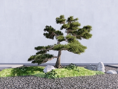 乔木 松树 造型树 造型松 罗汉松 乔木