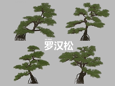 乔木 松树 2D树 造型松 罗汉松