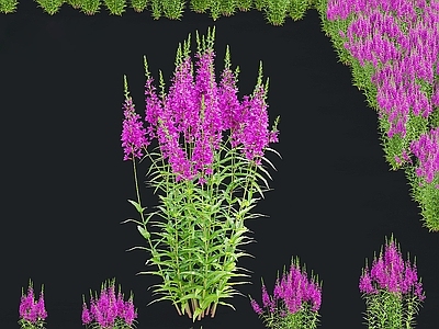花 盆景盆栽