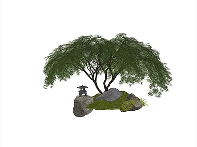 乔木 羽毛枫