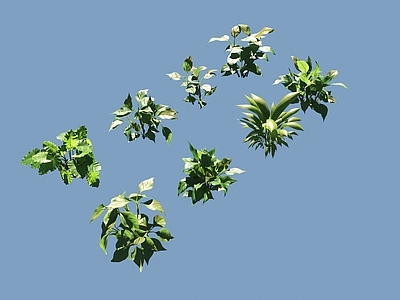 水生植物 大叶仙茅绿植