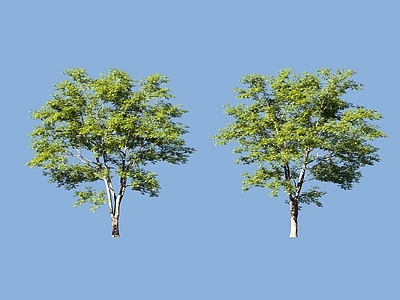 景观树 树