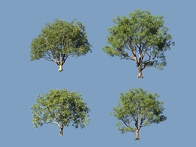 景观树 树