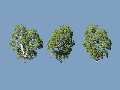 景观树 树