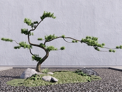 乔木 造型松 松树 罗汉松 乔木