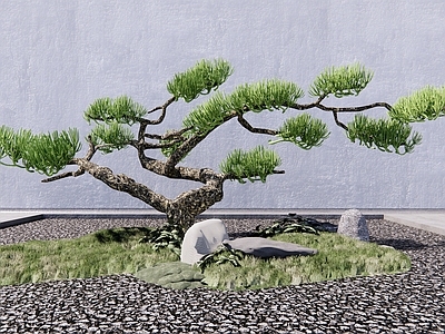 乔木 松树 罗汉松 造型松