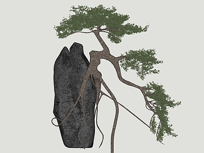 乔木 松树 景观树 造型松 乔木