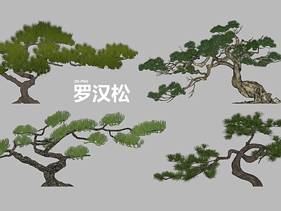 乔木 松树 造型松 景观树 点景树 乔木