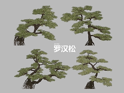 乔木 松树 景观树 造型松 乔木 2D松