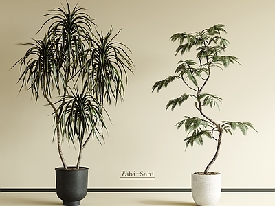 盆栽 侘寂风盆栽植物 迎客松 绿萝 吊钟