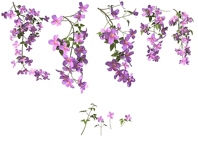 藤蔓 花朵爬藤 紫色小花 藤蔓 爬墙植物 爬山虎