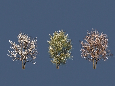 乔木 花树 樱花树 好看的树