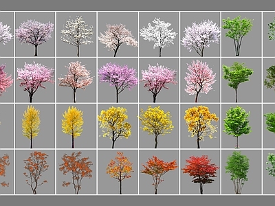 乔木 有色树 花树 乔木 开花树 小乔