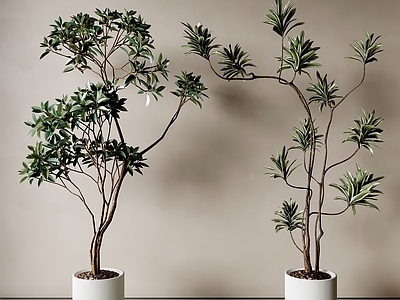 盆栽 现代盆栽 植物盆栽 绿植 客厅盆栽 阳台盆栽