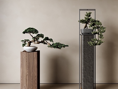盆栽 新中式盆栽 端景盆栽 罗汉松 松树 迎客松