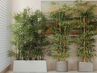 盆栽 盆栽竹子