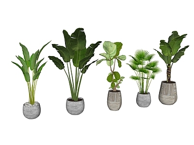 盆栽 盆栽组合 芭蕉